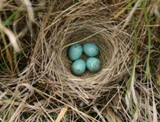 nest