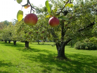 orchard