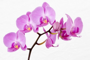 orchid