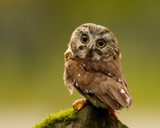 owl