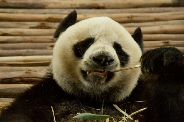 panda