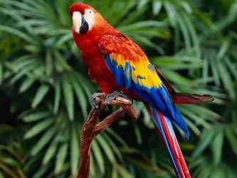 parrot