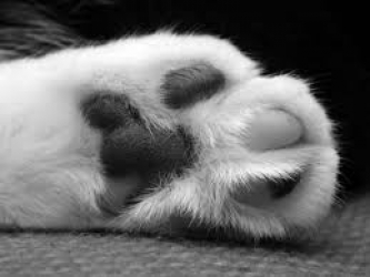 paw