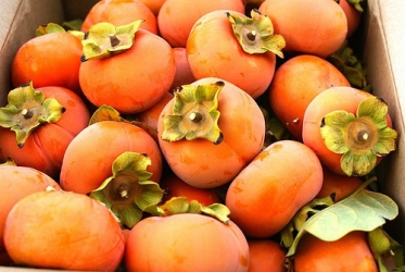 persimmon