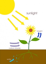 photosynthesis