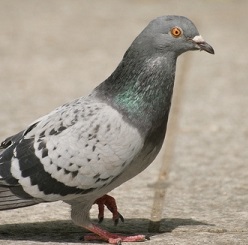 pigeon