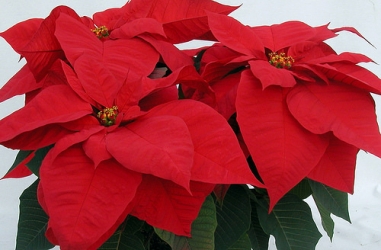 poinsettia