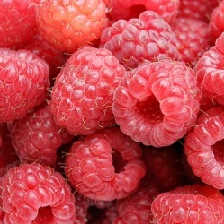 raspberry