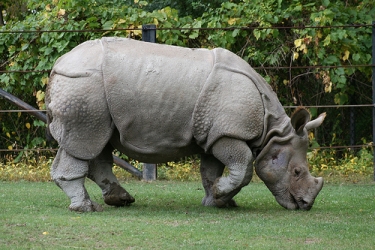 rhino