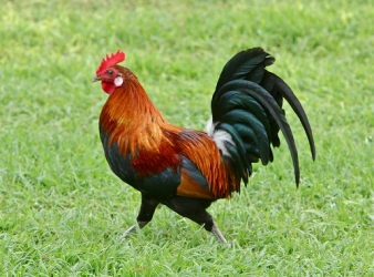 rooster