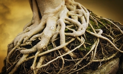 root