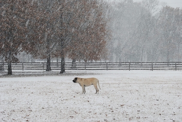 sleet