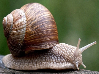 snail