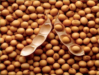 soybean