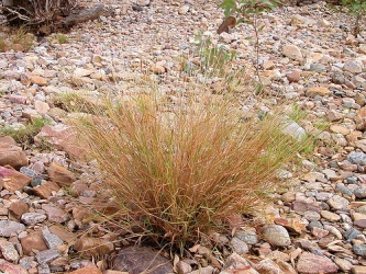 spinifex