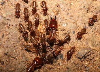 termite