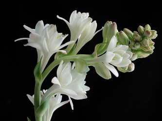 tuberose