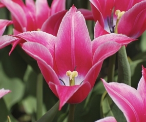 tulip