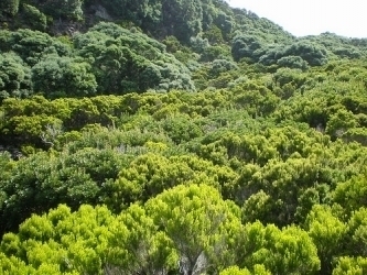 vegetation