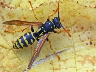 wasp