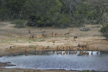 waterhole