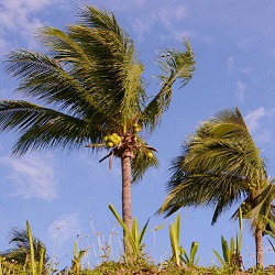 windstorm