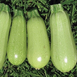 zucchini